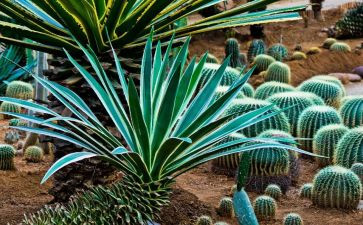 植物大调查报告8篇
