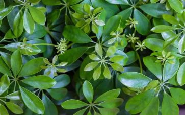 植物画心得体会8篇