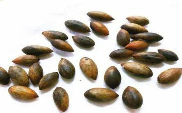 种子节活动方案7篇