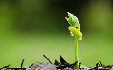 种子的梦读后感6篇