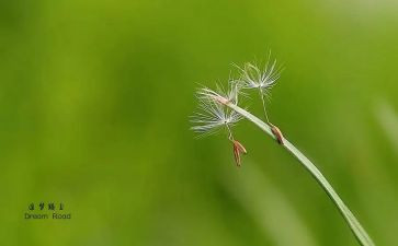 励志追梦的作文8篇