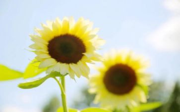 追求梦想类的作文优质7篇