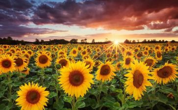 追求梦想类的作文推荐6篇